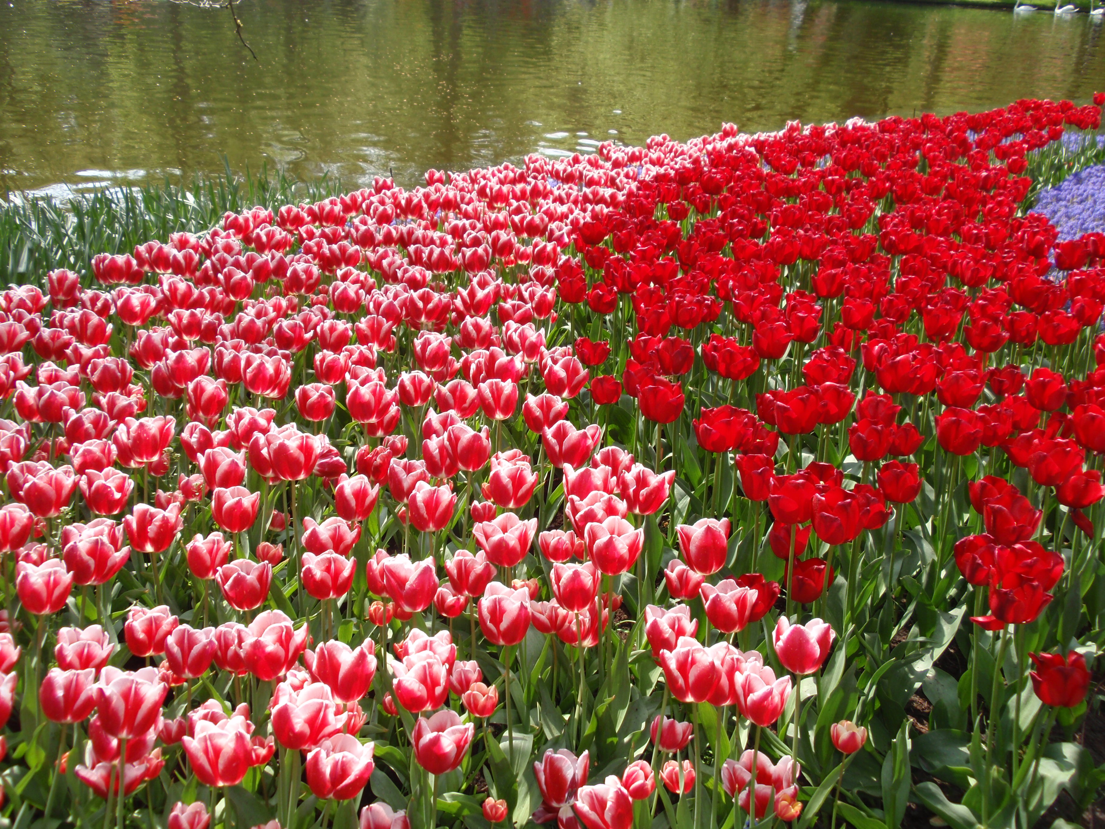 Keukenhof Gardens